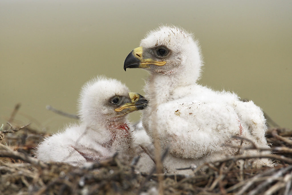 Aquila nipalensis; Kasachstan; Steppe Eagle; Steppenadler; adler; birds; breed; brut; eagle; falconiformes; greifvögel; horst; juv.; nest; pröhl; raptors; vögel