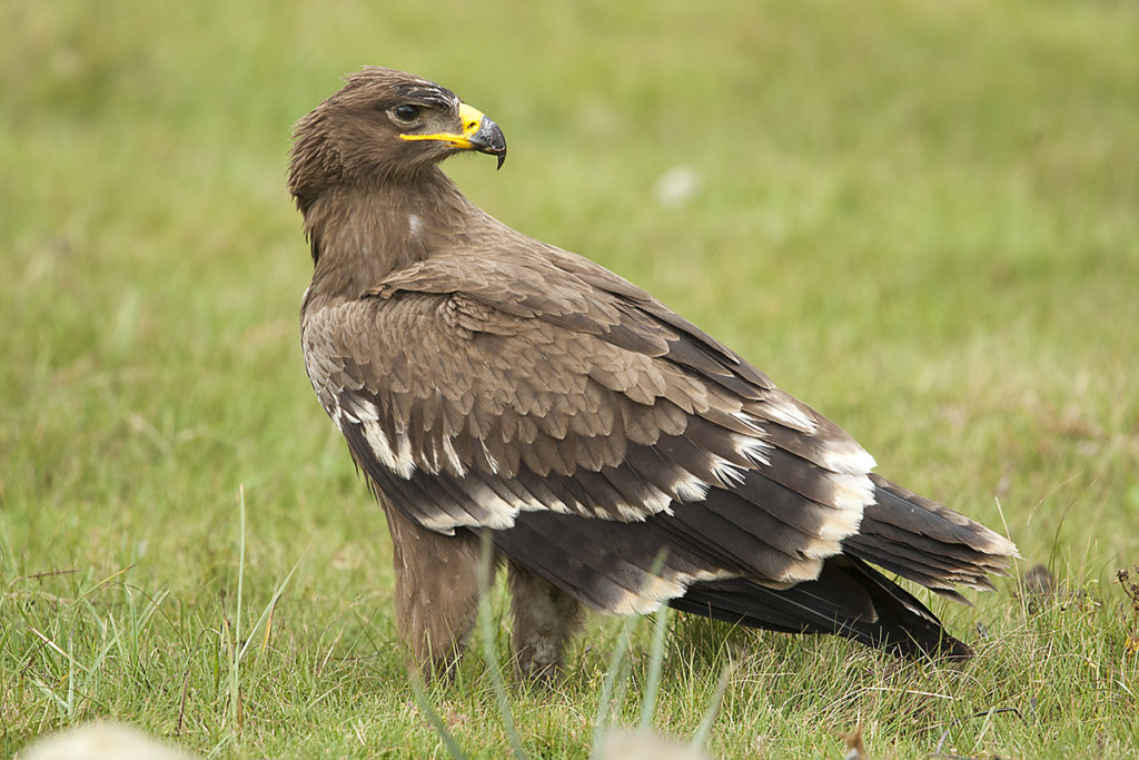 Abessinien; Aethiopien; Aquila nipalensis; Ethiopia; Steppe Eagle; Steppenadler; adler; birds; eagle; falconiformes; greifvögel; juv.; juvenil; pröhl; raptors; vögel; Äthiopien