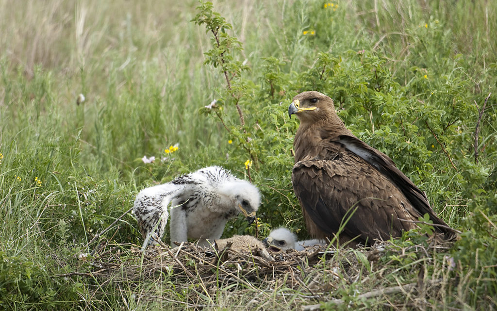 Aquila nipalensis; Kasachstan; Steppe Eagle; Steppenadler; adler; birds; breed; brut; eagle; falconiformes; greifvögel; horst; nest; pröhl; raptors; vögel