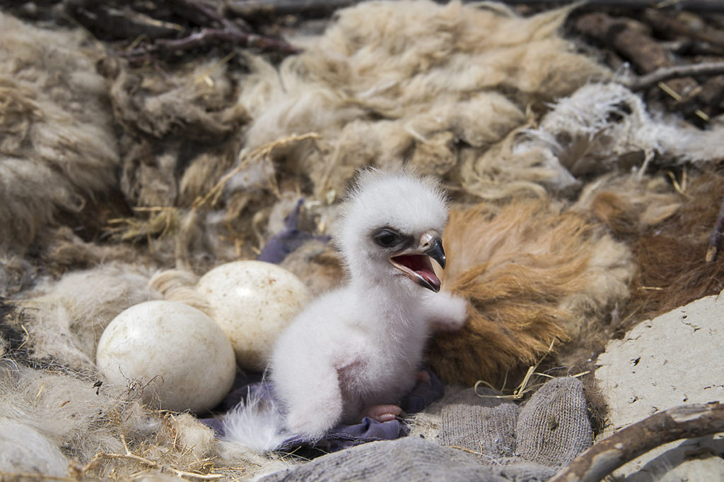 Aquila nipalensis; Kasachstan; Steppe Eagle; Steppenadler; adler; birds; breed; brut; eagle; falconiformes; greifvögel; horst; juv.; nest; pröhl; raptors; vögel