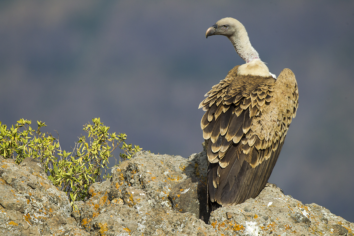 Abessinien; Aethiopien; Ethiopia; Gyps rueppellii; Gyps rüppellii erlangeri; Rüppell's Vulture; Sperbergeier; Sperbergeier sspec.; birds; falconiformes; geier; greifvögel; pröhl; raptors; vulture; vögel; Äthiopien