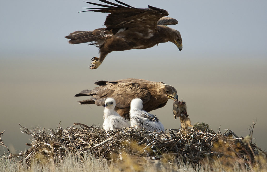 Aquila nipalensis; Kasachstan; Steppe Eagle; Steppenadler; adler; birds; breed; brut; eagle; falconiformes; flight; flug; greifvögel; horst; nest; pröhl; raptors; vögel