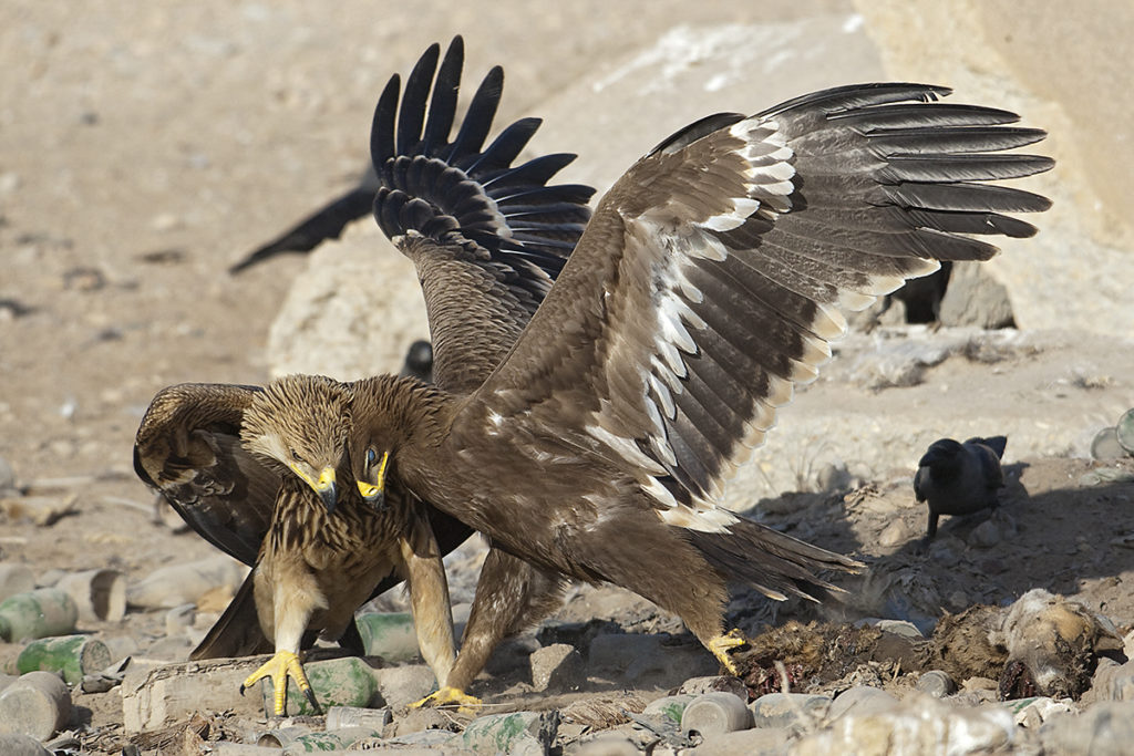 Aquila heliaca; Aquila nipalensis; Imparial Eagle; Kaiseradler; Oman; Steppe Eagle; Steppenadler; adler; battle; birds; eagle; falconiformes; fight; greifvögel; juv.; kampf; pröhl; raptors; vögel