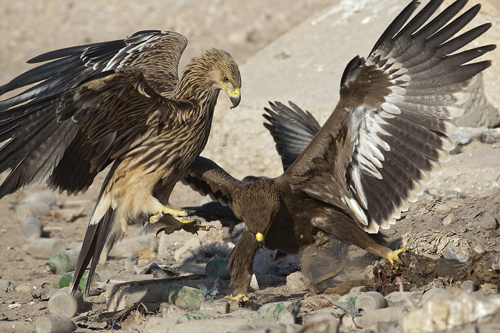 Aquila heliaca; Aquila nipalensis; Imparial Eagle; Kaiseradler; Oman; Steppe Eagle; Steppenadler; adler; battle; birds; eagle; falconiformes; fight; greifvögel; juv.; kampf; pröhl; raptors; vögel