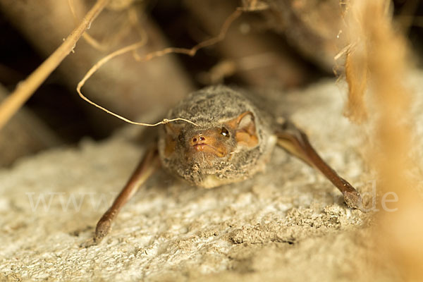 Ägyptische Grabfledermaus (Taphozous perforatus)