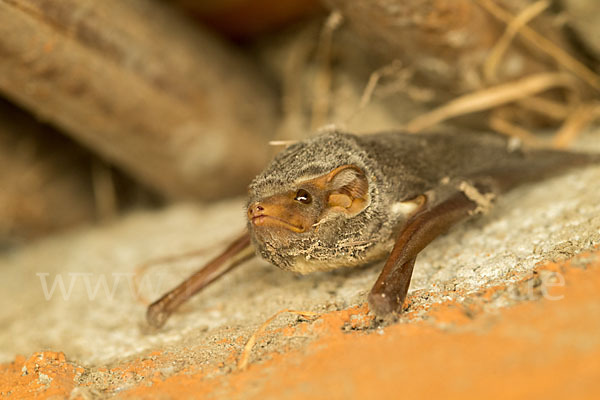 Ägyptische Grabfledermaus (Taphozous perforatus)