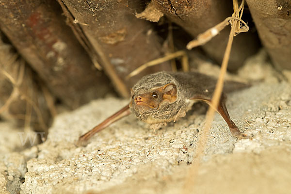 Ägyptische Grabfledermaus (Taphozous perforatus)