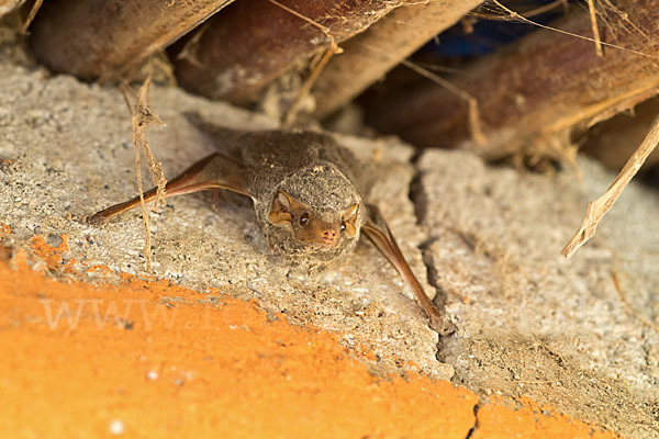 Ägyptische Grabfledermaus (Taphozous perforatus)