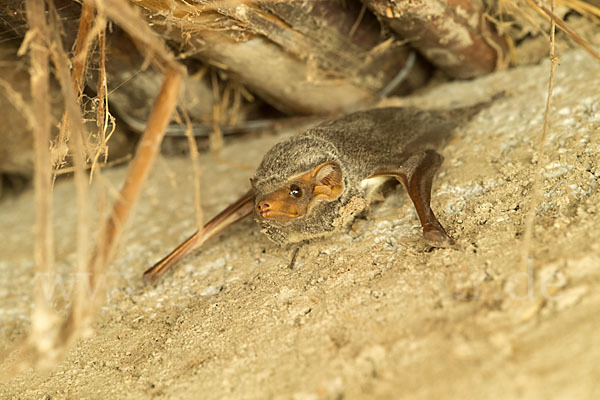 Ägyptische Grabfledermaus (Taphozous perforatus)