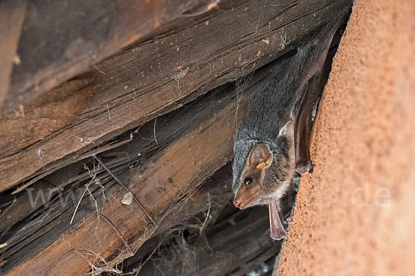 Ägyptische Grabfledermaus (Taphozous perforatus)