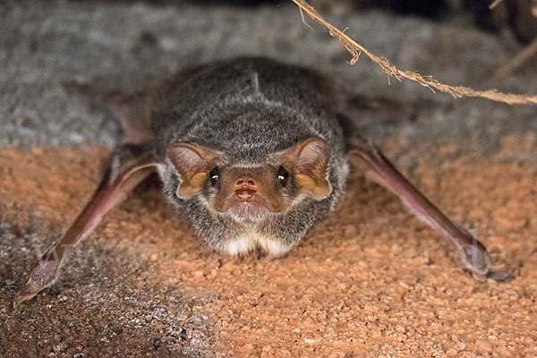 Ägyptische Grabfledermaus (Taphozous perforatus)