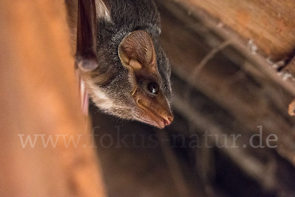 Ägyptische Grabfledermaus (Taphozous perforatus)