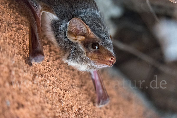 Ägyptische Grabfledermaus (Taphozous perforatus)