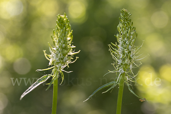 Ährige Teufelskralle (Phyteuma spicatum)