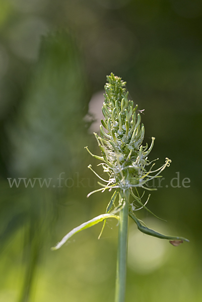 Ährige Teufelskralle (Phyteuma spicatum)