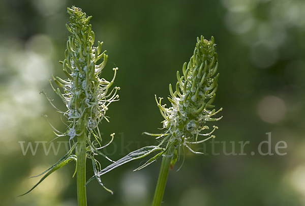 Ährige Teufelskralle (Phyteuma spicatum)