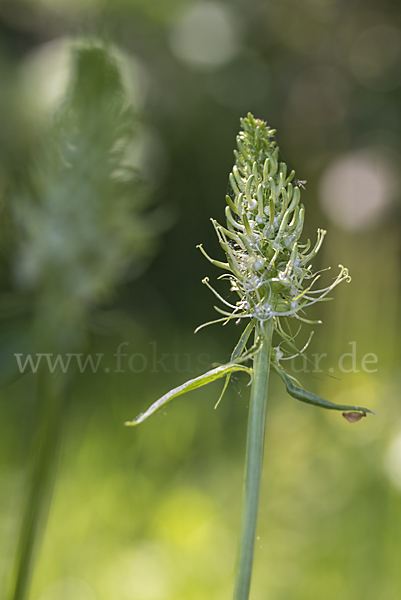 Ährige Teufelskralle (Phyteuma spicatum)