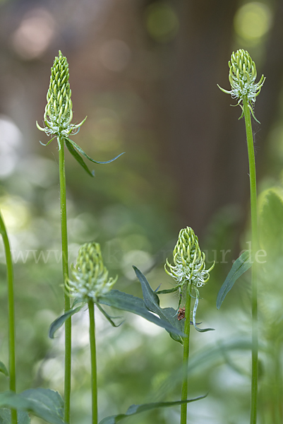 Ährige Teufelskralle (Phyteuma spicatum)