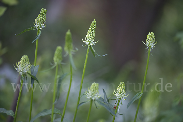 Ährige Teufelskralle (Phyteuma spicatum)