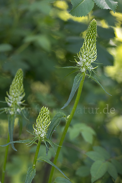 Ährige Teufelskralle (Phyteuma spicatum)