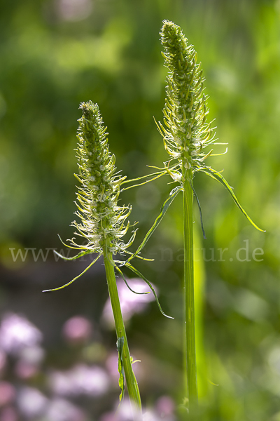 Ährige Teufelskralle (Phyteuma spicatum)