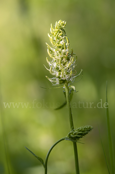 Ährige Teufelskralle (Phyteuma spicatum)