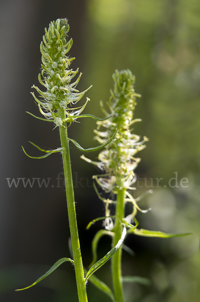 Ährige Teufelskralle (Phyteuma spicatum)