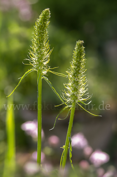 Ährige Teufelskralle (Phyteuma spicatum)