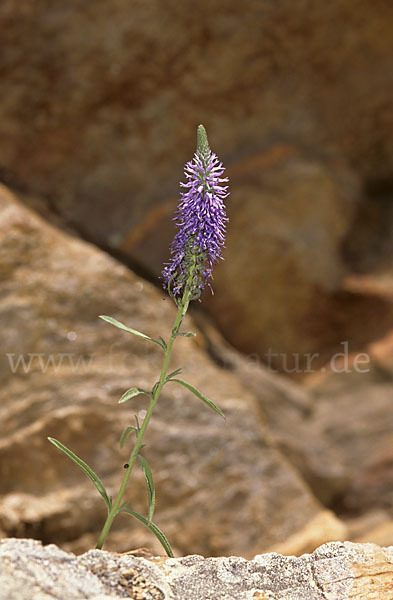 Ähriger Blauweiderich (Pseudolysimachion spicatum)