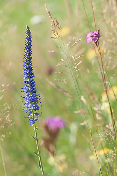 Ähriger Blauweiderich (Pseudolysimachion spicatum)