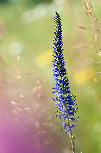 Ähriger Blauweiderich (Pseudolysimachion spicatum)