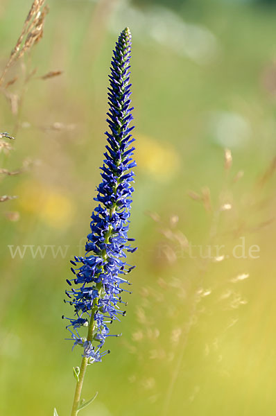 Ähriger Blauweiderich (Pseudolysimachion spicatum)