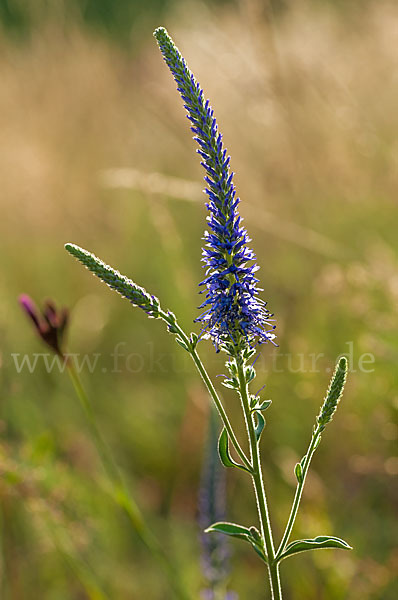 Ähriger Blauweiderich (Pseudolysimachion spicatum)