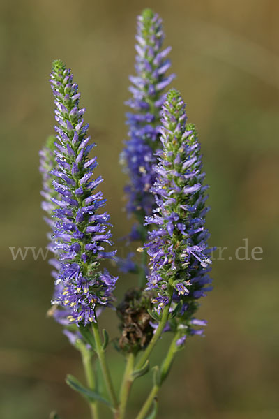 Ähriger Blauweiderich (Pseudolysimachion spicatum)