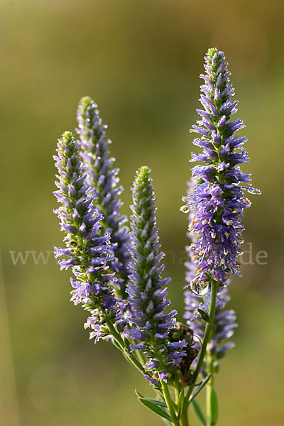 Ähriger Blauweiderich (Pseudolysimachion spicatum)