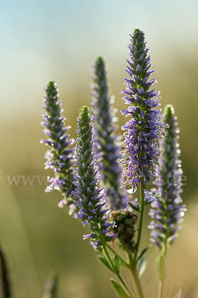 Ähriger Blauweiderich (Pseudolysimachion spicatum)