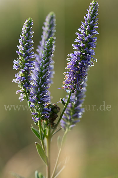 Ähriger Blauweiderich (Pseudolysimachion spicatum)