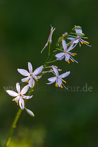 Ästige Graslilie (Anthericum ramosum)