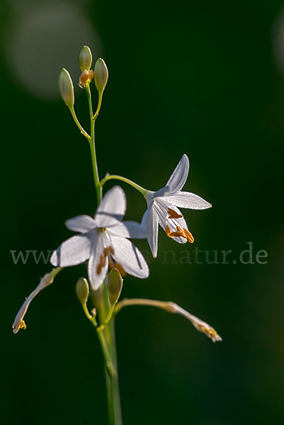 Ästige Graslilie (Anthericum ramosum)