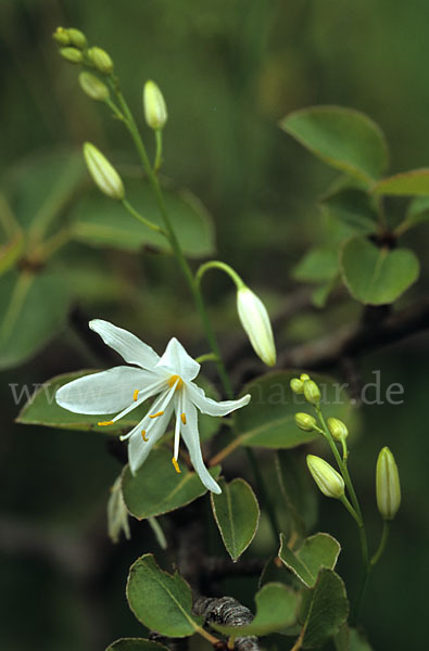 Ästige Graslilie (Anthericum ramosum)