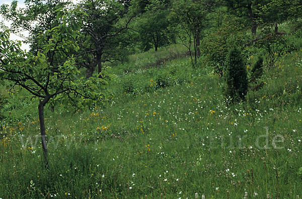 Ästige Graslilie (Anthericum ramosum)