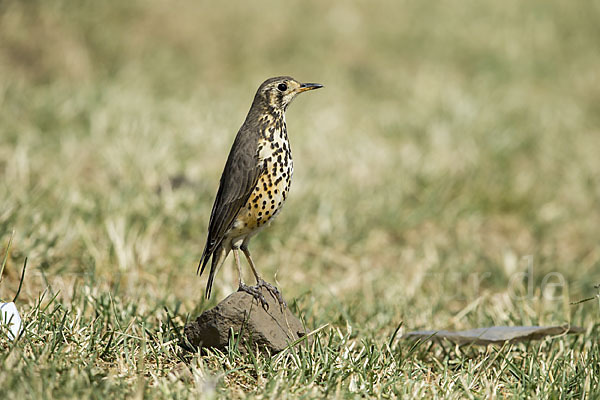 Äthiopiendrossel (Psophocichla simensis)