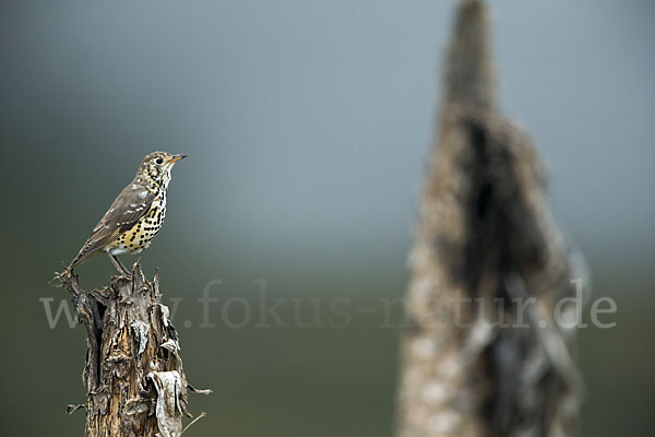 Äthiopiendrossel (Psophocichla simensis)