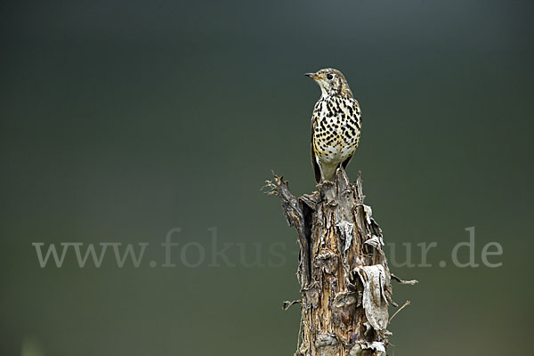 Äthiopiendrossel (Psophocichla simensis)