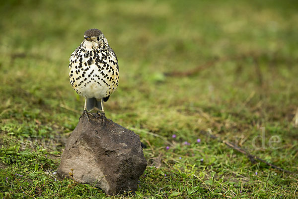 Äthiopiendrossel (Psophocichla simensis)