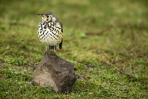 Äthiopiendrossel (Psophocichla simensis)