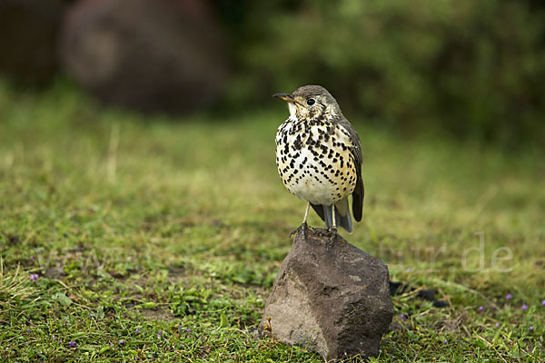 Äthiopiendrossel (Psophocichla simensis)