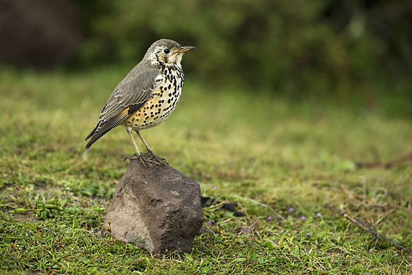 Äthiopiendrossel (Psophocichla simensis)