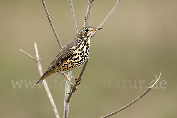 Äthiopiendrossel (Psophocichla simensis)