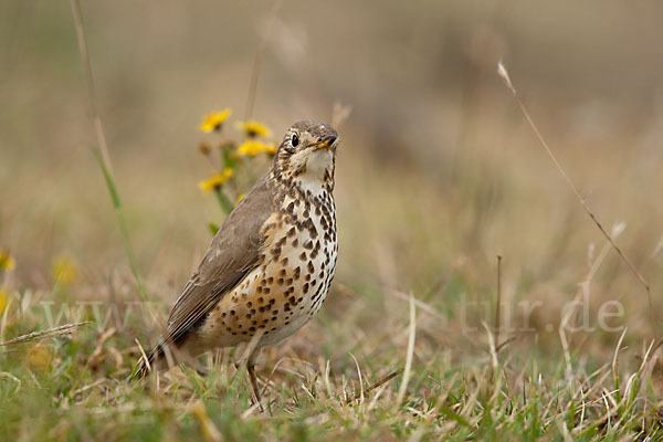Äthiopiendrossel (Psophocichla simensis)